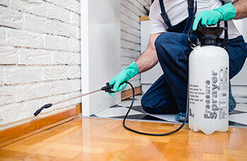 Pest Control Brisbane